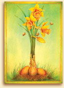 Daffodils watercolor by Sasha St John